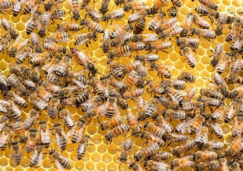 Pollination isn’t the only way bees can save humankind—they’re being ...