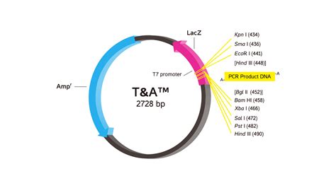 FYC001-20P | T&A™ Cloning Kit Generon