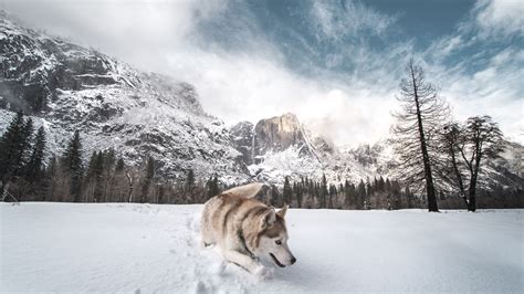 1920x1080 Siberian Husky In Snow 5k Laptop Full HD 1080P ,HD 4k ...