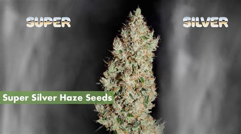 Where to Buy the Best Super Silver Haze Seeds Online - 10Buds