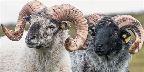 Boreray Sheep: A "Woolly" Remarkable Flock