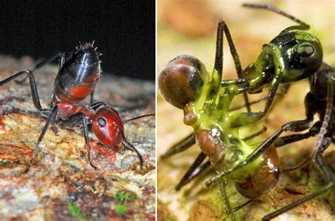 There's An Ant Species In Malaysia That Explodes To Protect Its Colony ...