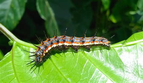 Caterpillar Identification Guide: 40 Species With Photos and ...