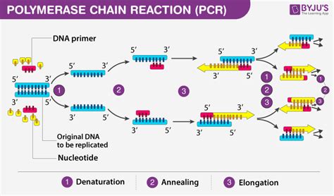 PCR -Principle, Steps, Types, Components And Applications Of PCR