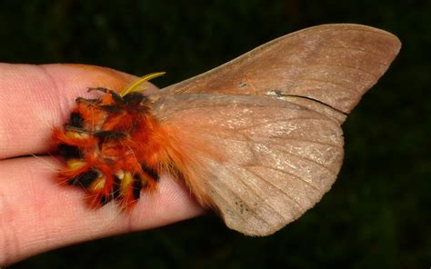 Saturniid Moth in defense position, Pseudodirphia sp.? | Flickr