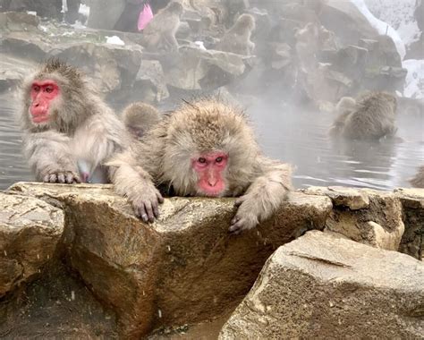 Wild Monkeys In Hot Springs - Snow Monkey Park | Betiful World