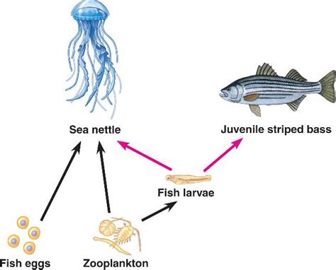 food_web-partial.html 54_13EstuaryFoodWeb-L.jpg