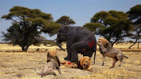 African Elephant Vs Lion