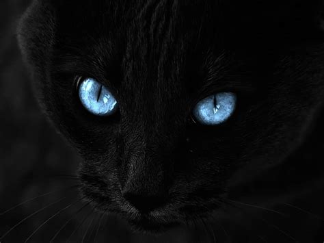 wallpapers: Black Cat Blue Eyes