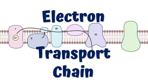 Electron Transport Chain Animation || ATP synthesis - YouTube