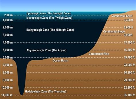 Ocean levels | Layers of the ocean, Ocean zones, Deep sea