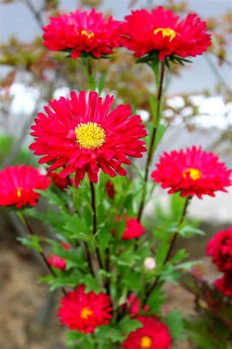 Bulaklak Decor: Red Aster