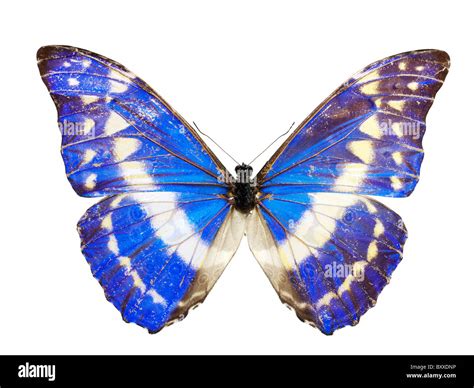 Morpho helena Butterfly Stock Photo - Alamy