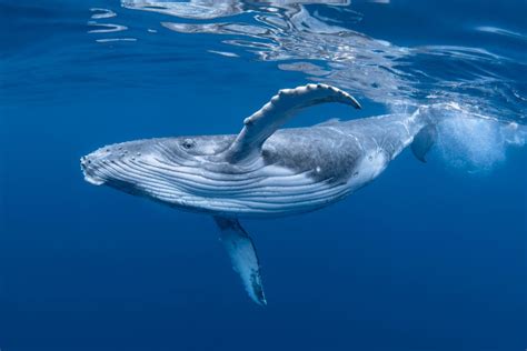 Humpback Whale Facts & Information Guide - American Oceans