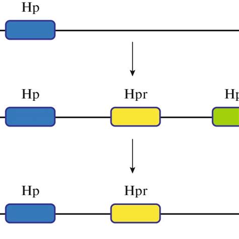 Schematic representation of the evolution of the haptoglobin gene ...