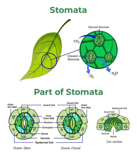 Diagram of Stomata with Detailed Explanation - GeeksforGeeks