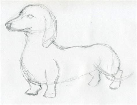 Dog Sketches For Inspiration