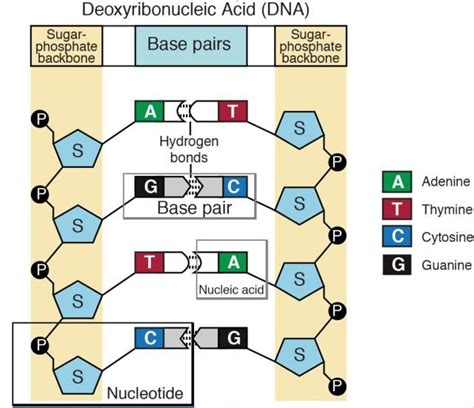 Various Structures Of Dna Building Blocks