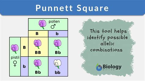 Punnett Square - Definition and Examples - Biology Online Dictionary