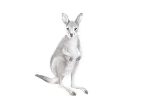 Kangaroo Drawing, Pencil, Sketch, Colorful, Realistic Art Images ...