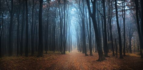 7 Magical Photos That Will Make You Want To Visit The Black Forest In ...