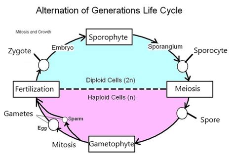 Alternation Of Generations Moss