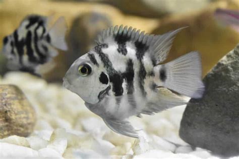 Polar Blue Parrot Cichlid Care: Ultimate Guide For Beginners