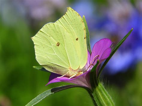 Common Brimstone Butterfly - Free photo on Pixabay - Pixabay