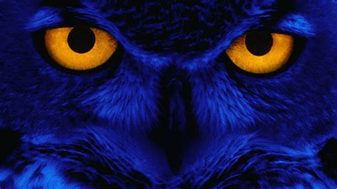 Weird Owl Wallpaper 1920×1080 Wallpaper Download HD