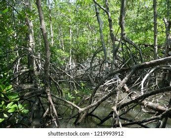 Mangrove Roots Adaptations Wild Stock Photo 1359900359 | Shutterstock