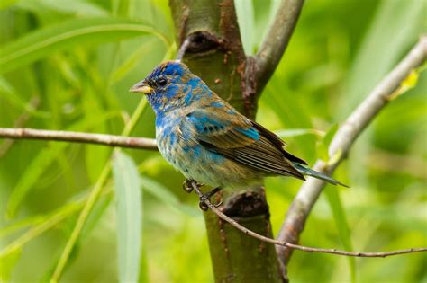 Indigo bunting - Wikiwand