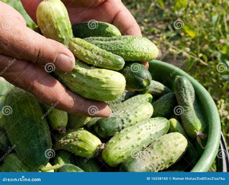 Cucumber harvesting stock photo. Image of green, fingers - 16538160