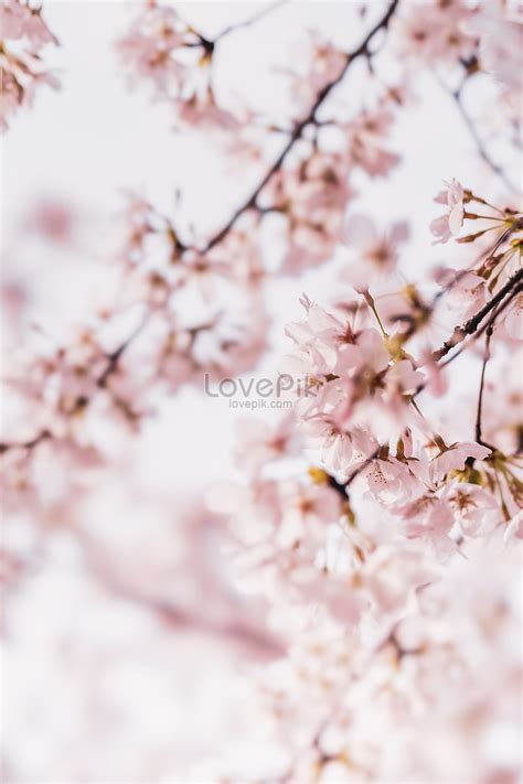 Cherry Blossom Of Wuhan University Picture And HD Photos | Free ...