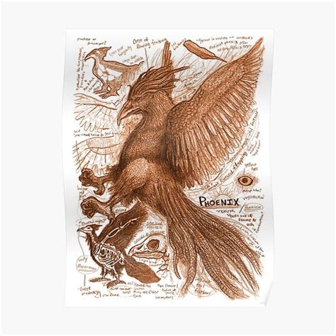 "EgertronPuck's Orange Phoenix Anatomy Illustration" Poster for Sale by ...