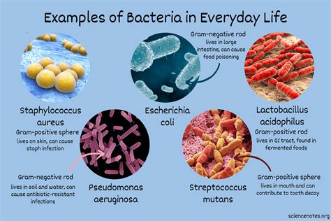 Examples of Bacteria in Everyday Life - TrendRadars