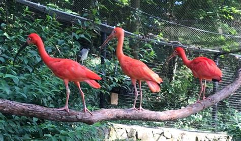 Scarlet Ibis • Brandywine Zoo • Go a Little Wild