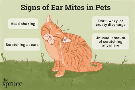 How Long Does It Take For Cat Ear Mites To Go Away: Insights And Timeline