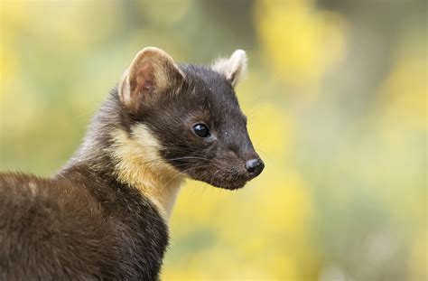 Scottish Wildlife – JAMES RODDIE PHOTOGRAPHY