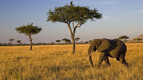 Savanna biome, Elephant, Savannah chat