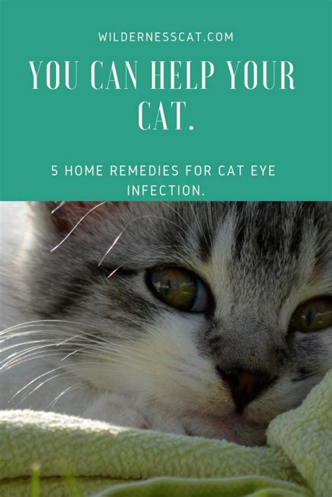 Home Remedies for Cat Eye Infection - Wildernesscat