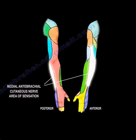 Lateral Antebrachial Cutaneous Nerve Cadaver