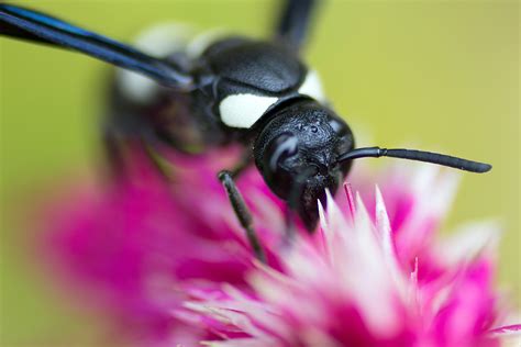 White-Striped Black Mason Wasp | US Forest Service