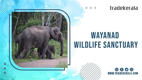 Wayanad Wildlife Sanctuary