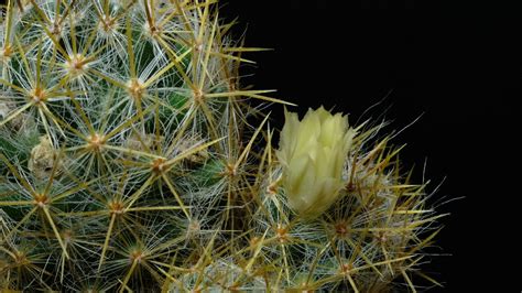 Cactus flower blooming time lapse. 19992779 Stock Video at Vecteezy