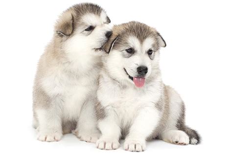 Alaskan Malamute Puppies For Sale