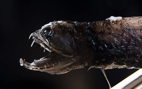 What makes the teeth of deep-sea dragonfish transparent?