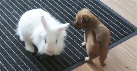 Adorable Puppy And Bunny Sweetly Play Together