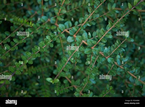 Lonicera nitida hedge hi-res stock photography and images - Alamy