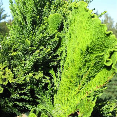 Cryptomeria japonica 50 PCS fresh seeds | Etsy