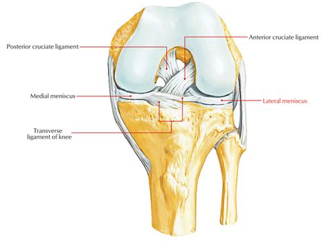 Lateral Meniscus – Earth's Lab